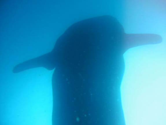 O enorme vulto de um tubarão-baleia visto por baixo, na Isla Wolf, em Galápagos (foto retidada de vídeo)